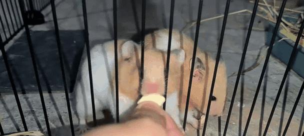 如何训练仓鼠成为可爱又聪明的宠物（从简单到复杂，快速提升仓鼠的技能水平）