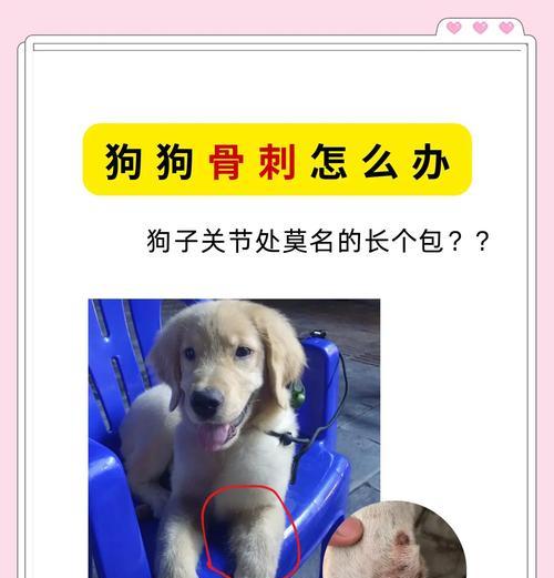 狗关节拉伤症状全解析（了解狗关节拉伤的迹象和处理方法，守护你的毛绒好友健康）