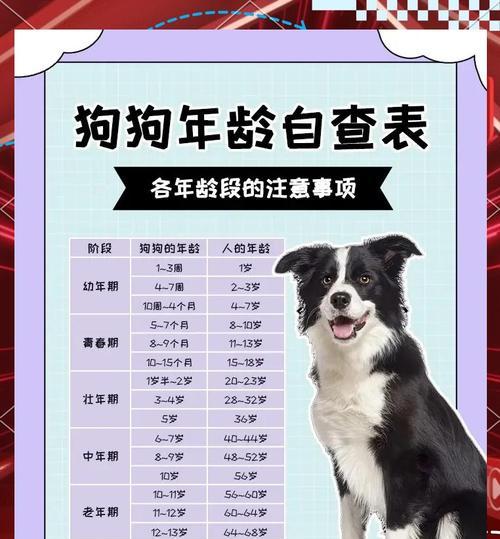 狗狗断奶的最佳时机（多久可以让小狗狗离开母狗？）
