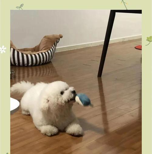 如何减轻新狗狗的应激反应？（奶粉与酸奶的喂食可以帮助缓解压力）