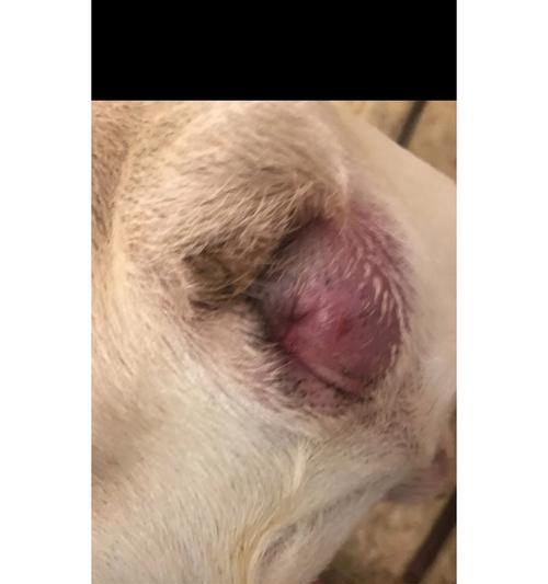 狗洗澡挤肛门腺的正确频率（了解挤肛门腺的重要性及正确操作步骤）
