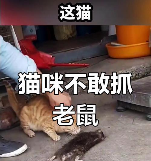 家猫不再抓老鼠，背后的原因是什么？（揭开家猫不抓老鼠的谜团，真相让人意想不到！）