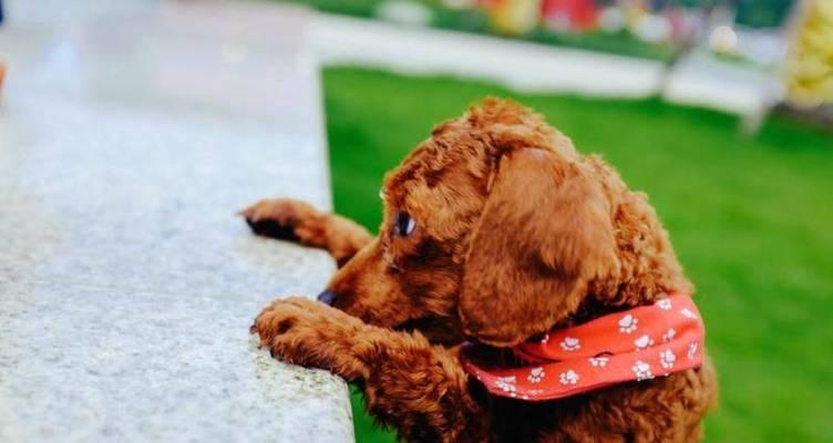 泰迪犬训练（探索泰迪犬学习大小便的最佳年龄段与方法）