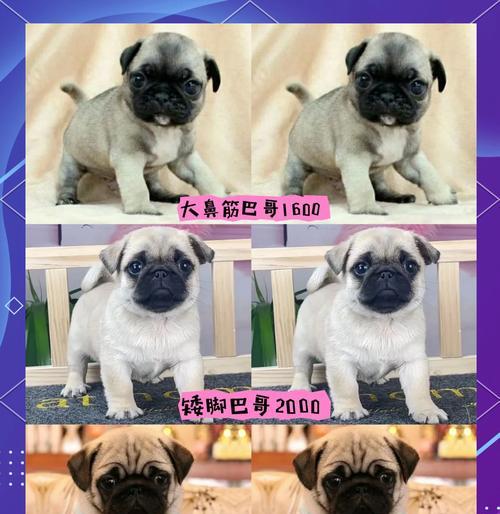 以巴哥犬的价格和饲养方法（了解以巴哥犬的价格及如何正确饲养一只）