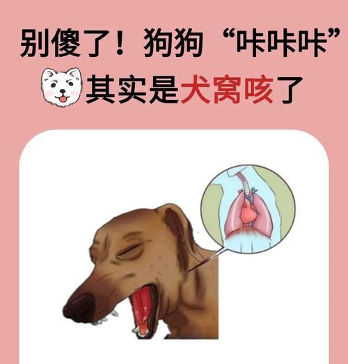狗狗咳嗽的原因和应对方法（保护狗狗健康的关键）