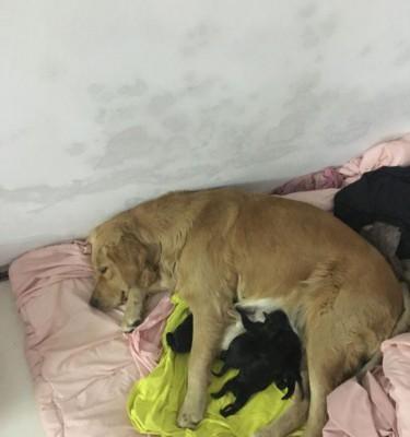 金毛犬例假期间需要多久的休息时间？（了解金毛犬例假期间需要休息的重要性及时长）