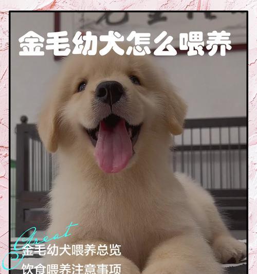 金毛小犬洗澡的时间规律（金毛小犬洗澡的频率及注意事项）