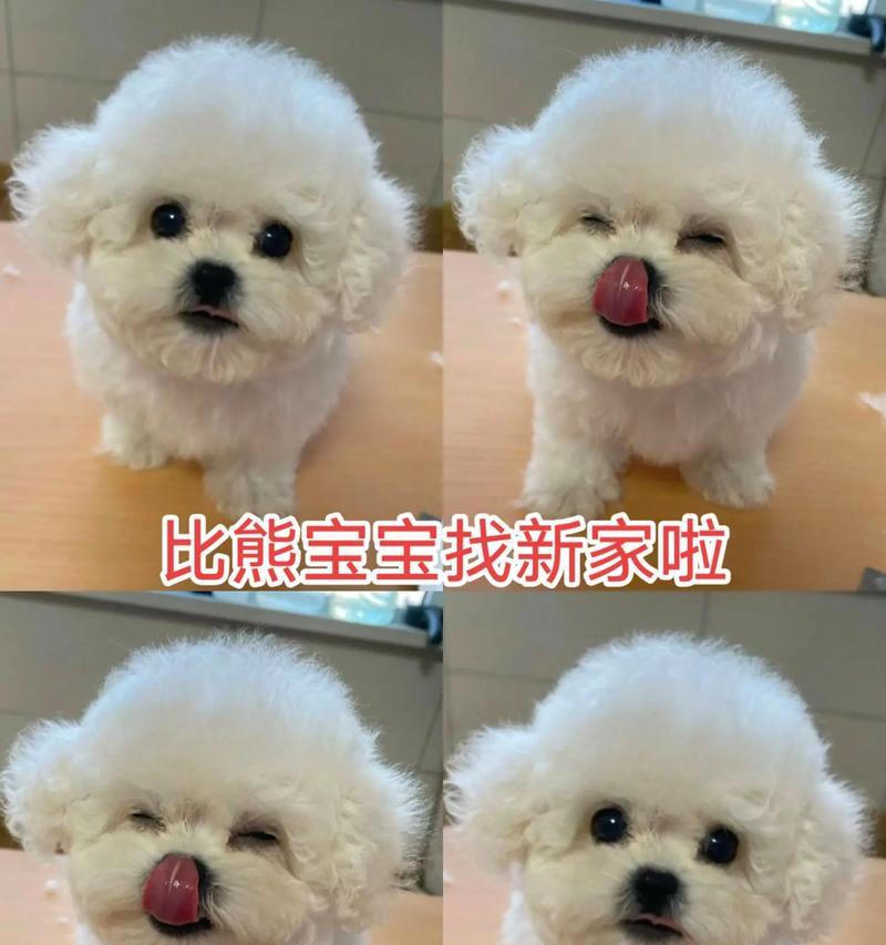 比熊犬进食后上厕所的时间（探究比熊犬吃完狗粮后需要多长时间排便）