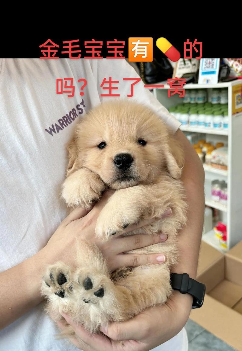 金毛犬的寿命与健康关怀（揭秘金毛犬的长寿之道，）
