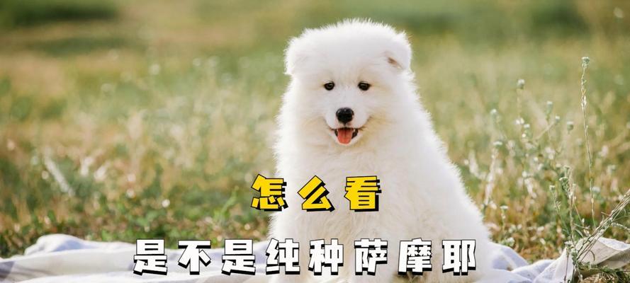 萨摩耶犬（揭秘萨摩耶犬的特征和魅力，探索其与北极熊相似之处）