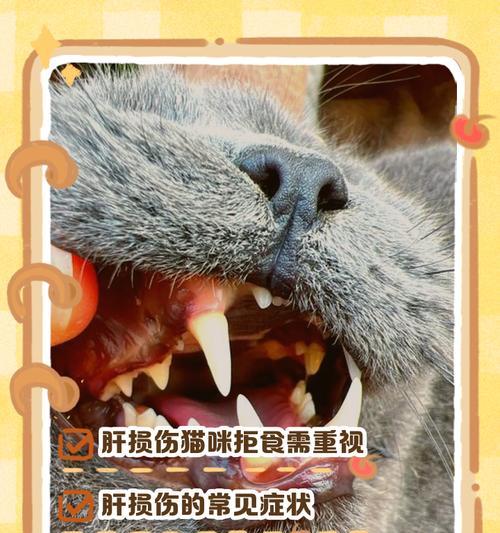 小猫能吃鸡肝吗？（了解小猫饮食习惯与鸡肝的营养价值）