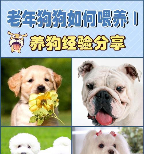 揭秘狗的衰老期有多久？（深入了解狗狗的生命时钟，延缓衰老进程）