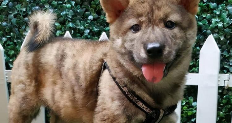 中华田园犬（了解中华田园犬的不同类型和特征）
