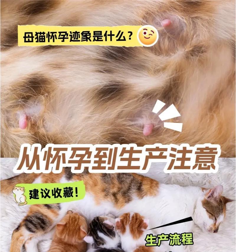 母猫分娩前的症状及其重要性