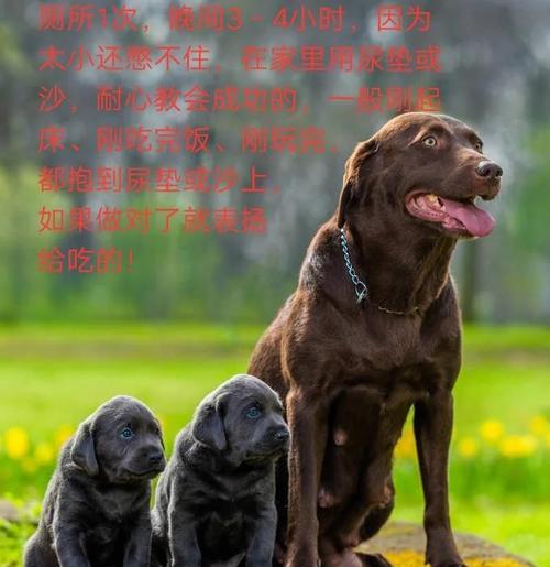 为什么拉布拉多偏瘦？（探究拉布拉多偏瘦的原因及如何增加其体重）