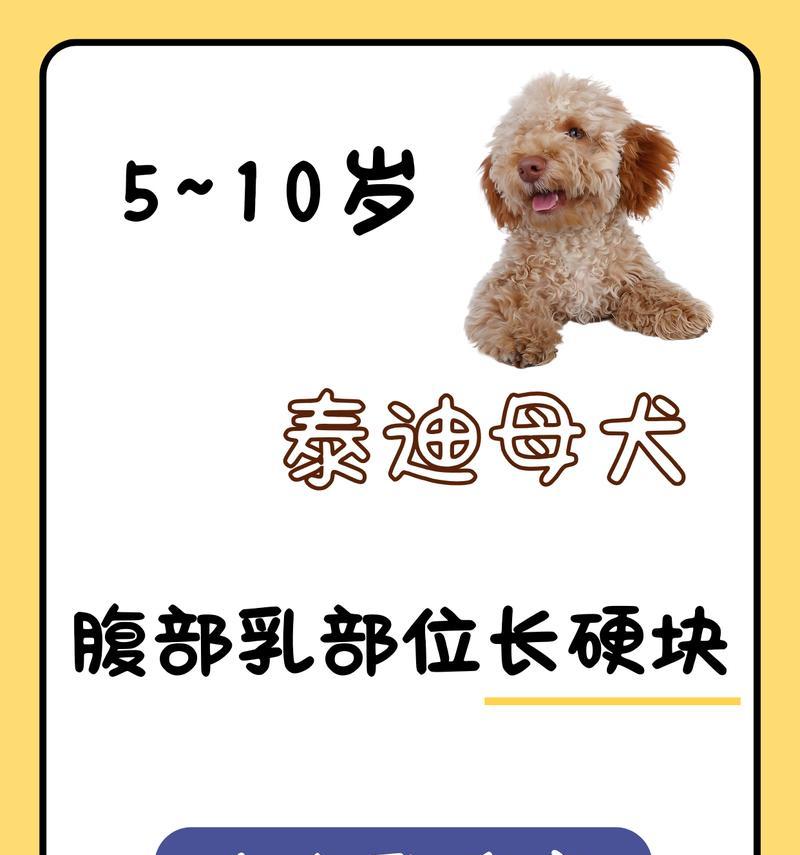 泰迪母狗月经周期及处理方法（了解泰迪母狗的月经周期和正确处理方式，让您的宠物更健康）