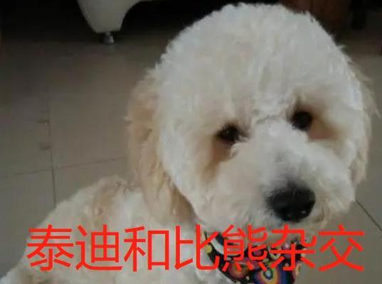 比熊和泰迪的区别（了解比熊和泰迪，选择适合你的宠物伴侣）