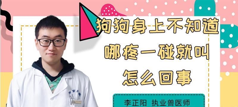 狗狗分娩后需要多久才能缓解疼痛？（镇痛时间、方法和对母狗的影响）