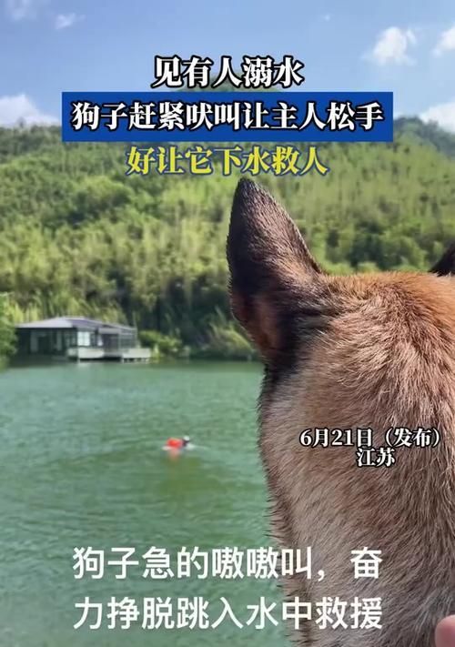 小狗溺水多久会死亡？（揭开小狗溺水的致命时限，教你如何应对！）