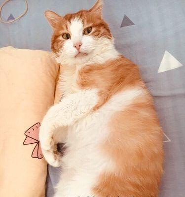 狗狗脂肪肝恢复需要多长时间？（了解狗狗脂肪肝恢复的时间、）