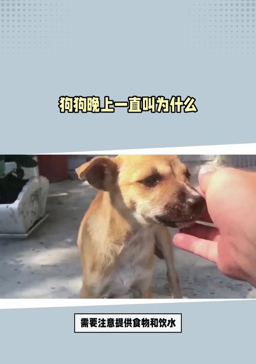 泰迪晚上叫得多久？（揭秘泰迪夜晚吠叫的原因和解决办法）
