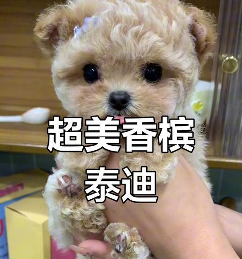 泰迪的眼睛何时睁开？（探寻泰迪狗狗的视觉发育时期）