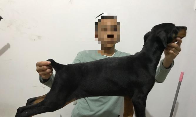 狗出生纸领取周期及所需时间分析（从狗的出生到拿到出生纸，你需要耐心等待多久？）