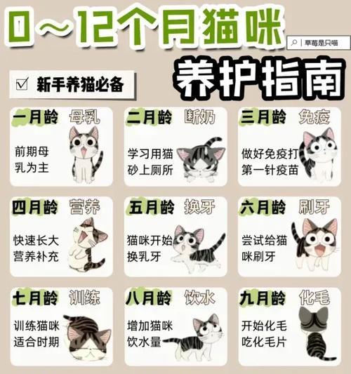 如何成为一名合格的猫咪父母？（养猫新手的必备知识与技巧）
