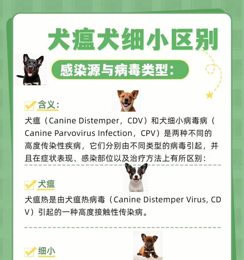 犬瘟热（了解犬瘟热的预防措施，保护你的爱犬健康）