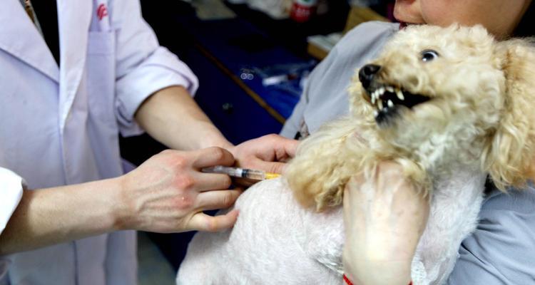狗狗多久出生后需要打狂犬疫苗？（了解狗狗打狂犬疫苗的时间和重要性）