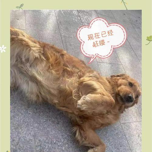 金毛犬半岁能憋尿多久？（金毛犬尿频率的变化和训练方法）
