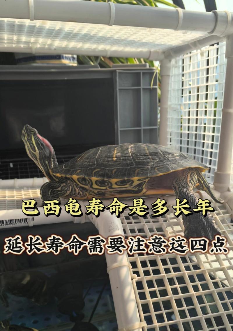 乌龟的食性及喂食方法（以龟粮和青草为主的喂食乌龟的正确方式）