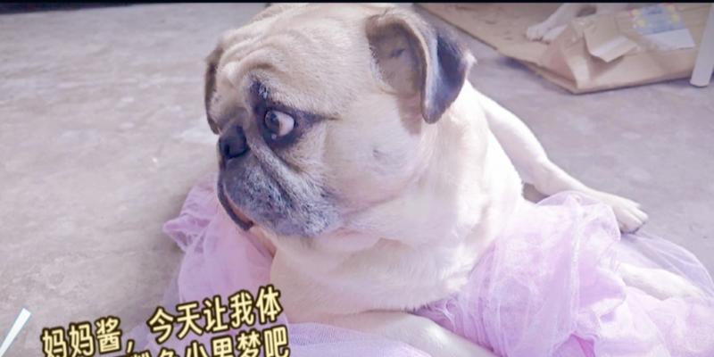 狗狗发情周期及持续时间的探究（了解狗狗发情周期，预防繁殖意外）