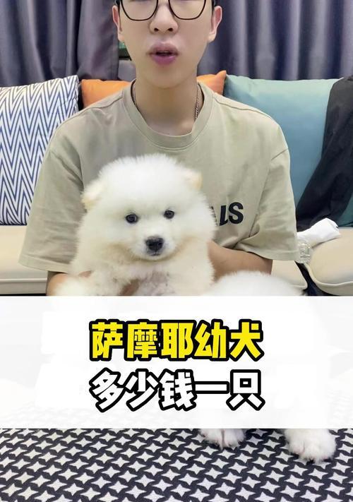 如何挑选纯种萨摩耶？购买前的注意事项（选择健康的宠物，幸福共度美好时光）