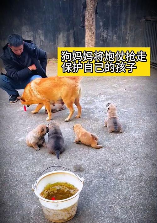 冬季母狗生产的注意事项及护理方法（冬季母狗生产的重要保健及安全知识）