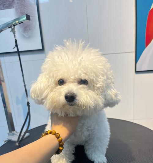 襄阳市宠物店大全（详细介绍襄阳市各类宠物店，满足您的宠物需求）