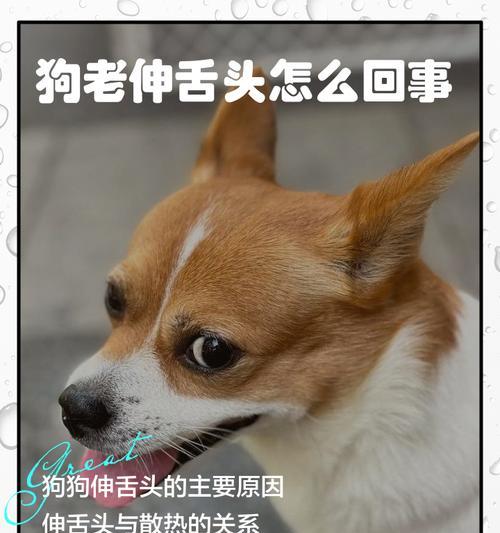 狗狗舌头上的黑斑（黑斑所隐含的智慧特质与相关研究进展）