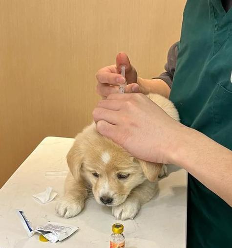 贵阳市犬只疫苗接种机构及适龄要求（了解贵阳市犬只疫苗接种机构及合适的年龄段）
