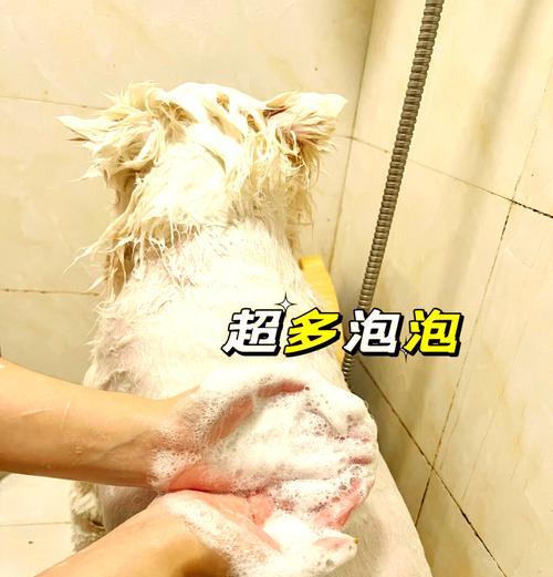 在家给狗狗洗澡（宠物店怎么给狗狗洗澡它不动吗）