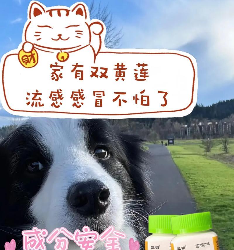 狗狗感冒一个月了怎么办？（如何正确处理狗狗感冒，帮助其尽快康复）