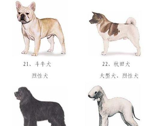 全球宠物狗品种大盘点（了解宠物狗品种的多样性，选择适合自己的伙伴）