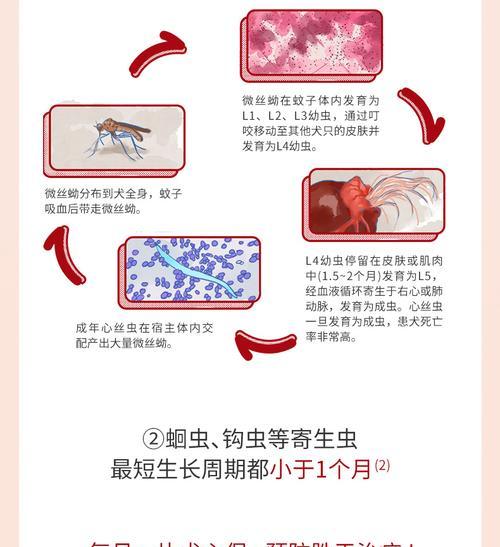 食用犬心后，多久才能排出虫子？（了解犬心中的寄生虫和排虫周期的关键）