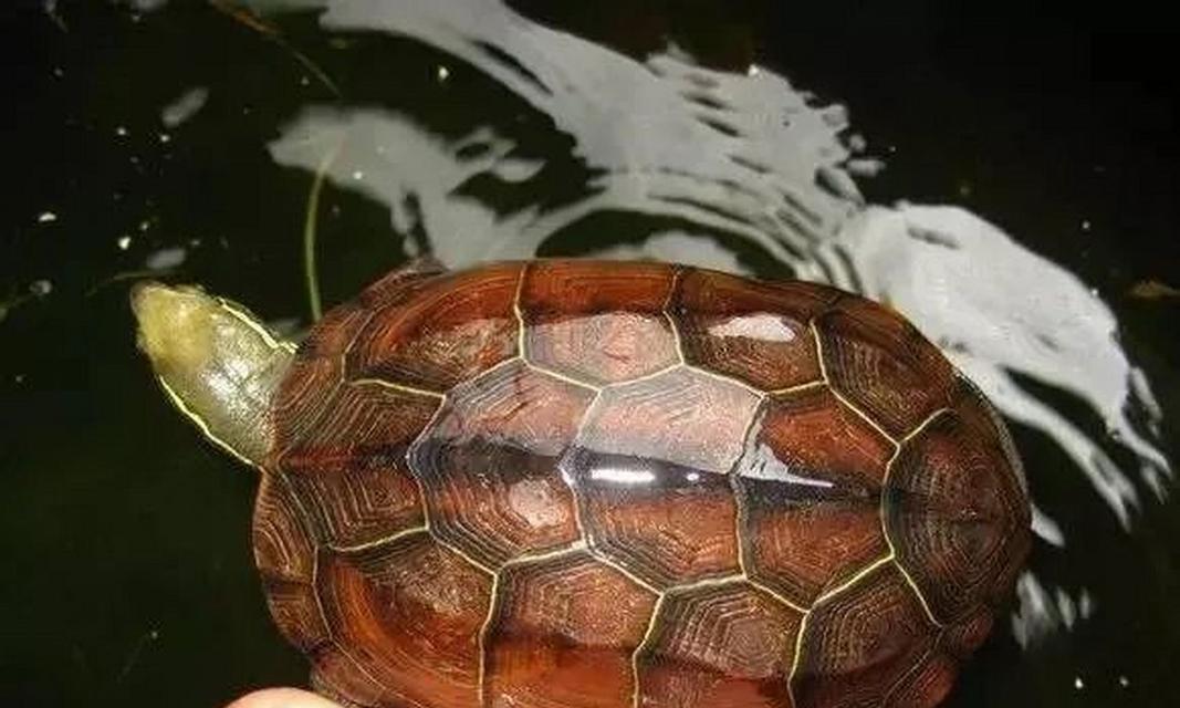 以乌龟活食为主题的文章（探索乌龟食物的多样性及其对乌龟健康的影响）