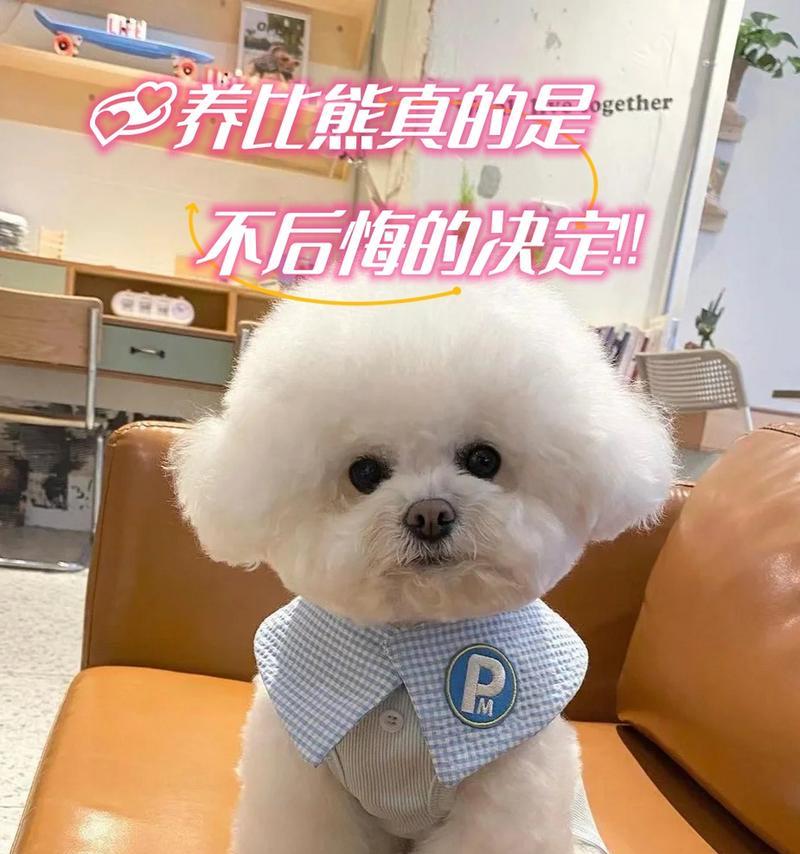 误区解析（了解正确喂食方式，确保比熊犬健康成长）