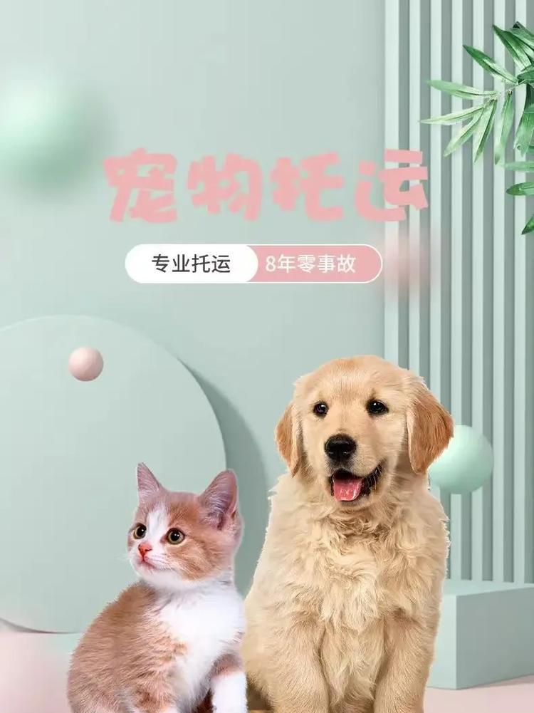 托运狗狗的喂食时间安排（狗狗托运前后饮食调整的关键）