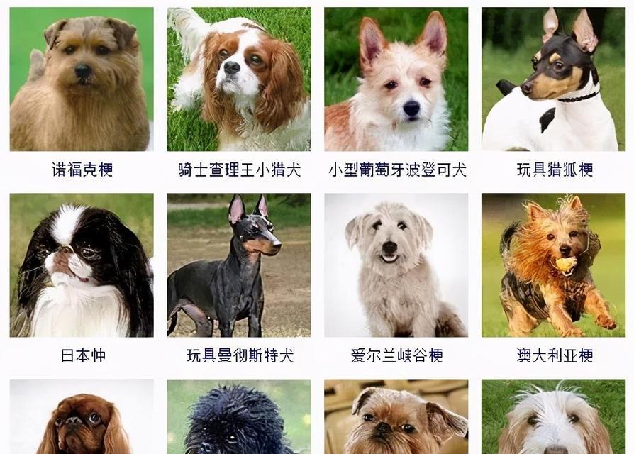 狗狗品种大全（了解狗狗世界的奇妙多样性，探索178个狗狗品种的特点和魅力）