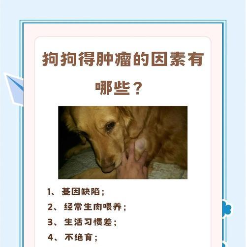 宠物肿瘤的残酷现状（揭露猫、狗乳腺肿瘤的高发比例与挑战）
