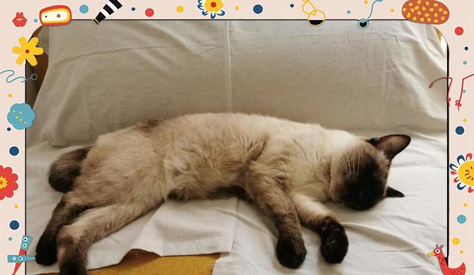 公猫绝育后大小便问题解决方案（探究公猫绝育后多久可以恢复正常大小便）