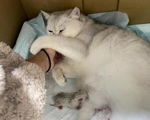 猫难产的症状和治疗方法（怎样帮助猫咪顺利助产）