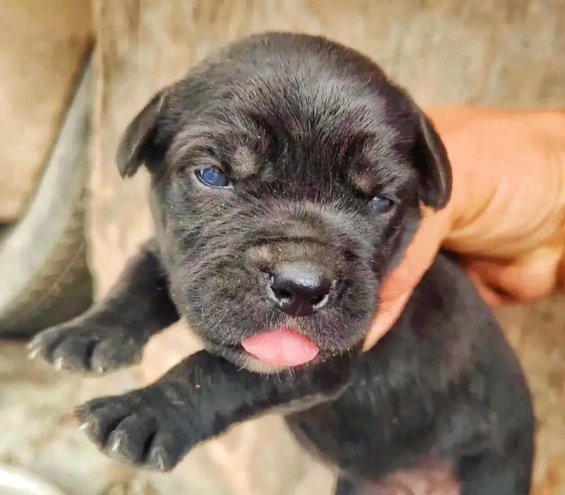 卡斯罗犬训练指南（如何以科学有效的方法训练卡斯罗犬，让它成为忠实可靠的家庭伙伴）